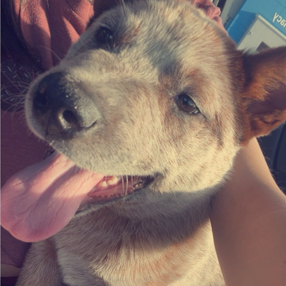 Meet your Posher, Preston